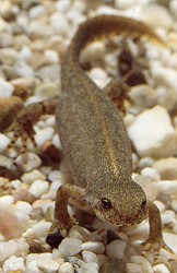 Bergmolch